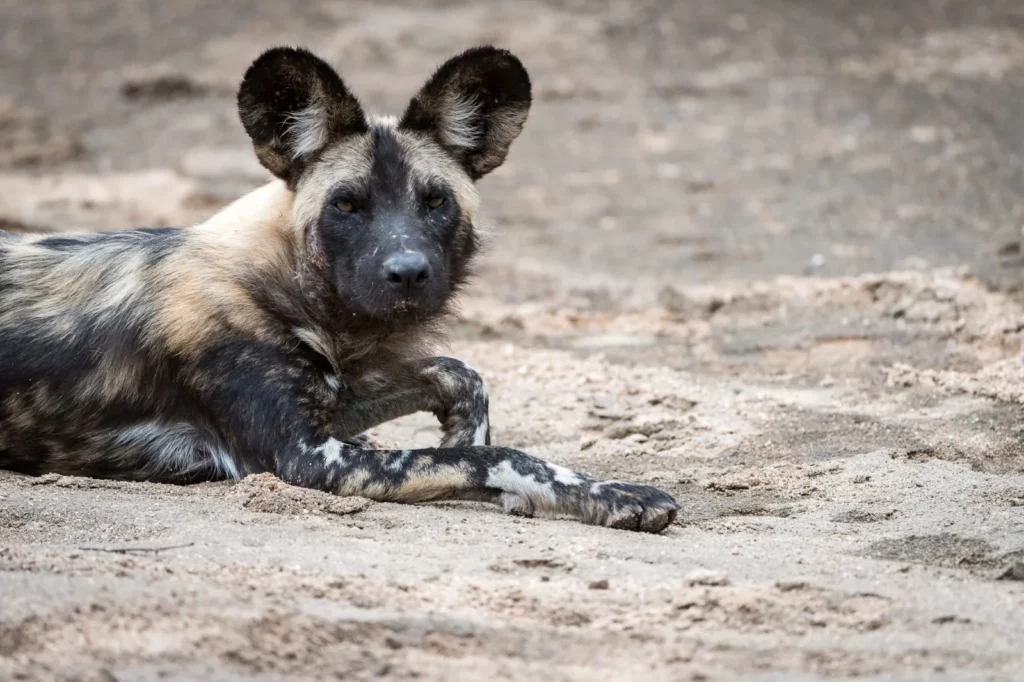 Big Five Safari Success: Your Complete Guide to Wildlife Viewing in Timbavati – Timbavati Game Reserve WildDog in Timbavati Game Reserve