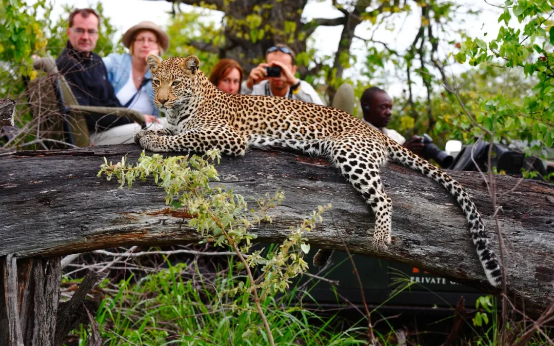 The Complete Guide to Timbavati Private Nature Reserve — Everything You Need to Know