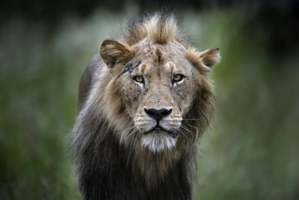 The Complete Guide to Timbavati Private Nature Reserve — Everything You Need to Know – Timbavati Game Reserve Lions at Timbavati Game Reserve