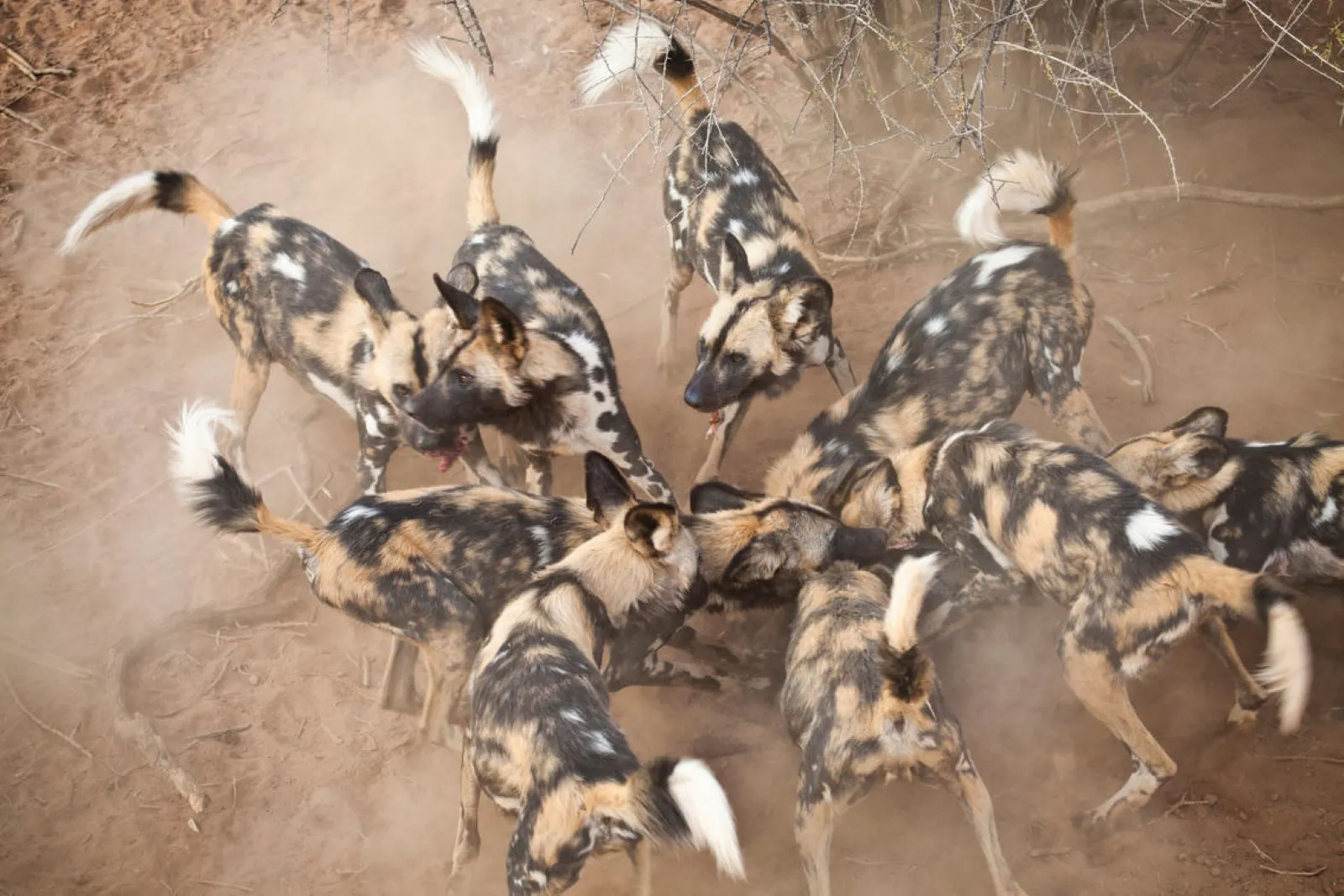 simbavati_safari_lodges_wildlife_30.jpg