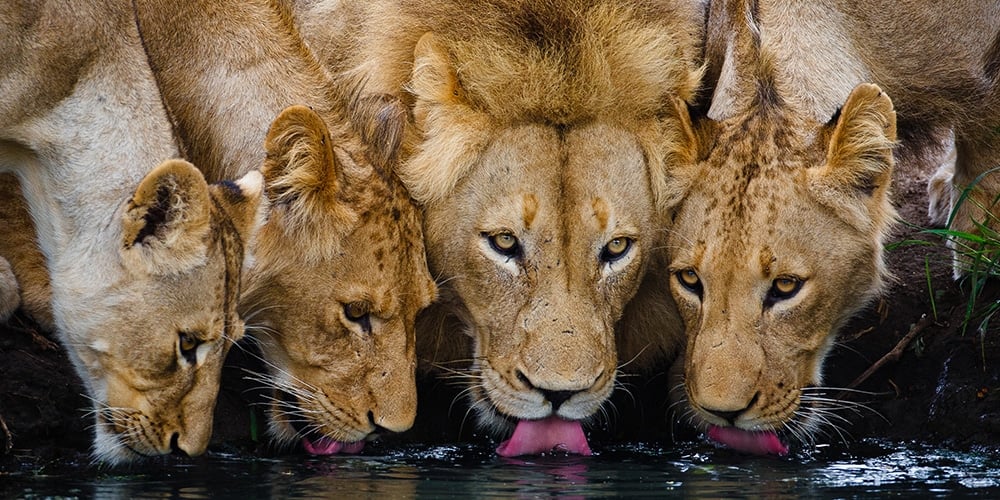 Lions drinking water at a waterhole in timbavati game reserve Lions drinking water at a waterhole in timbavati game reserve