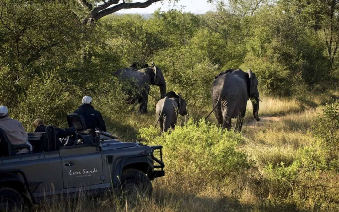 The Complete Guide to Timbavati Private Nature Reserve — Everything You Need to Know