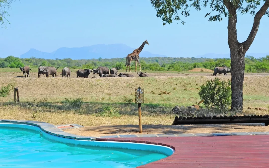 Tangala Safari Camp — Timbavati’s Value-Priced Guided Safari