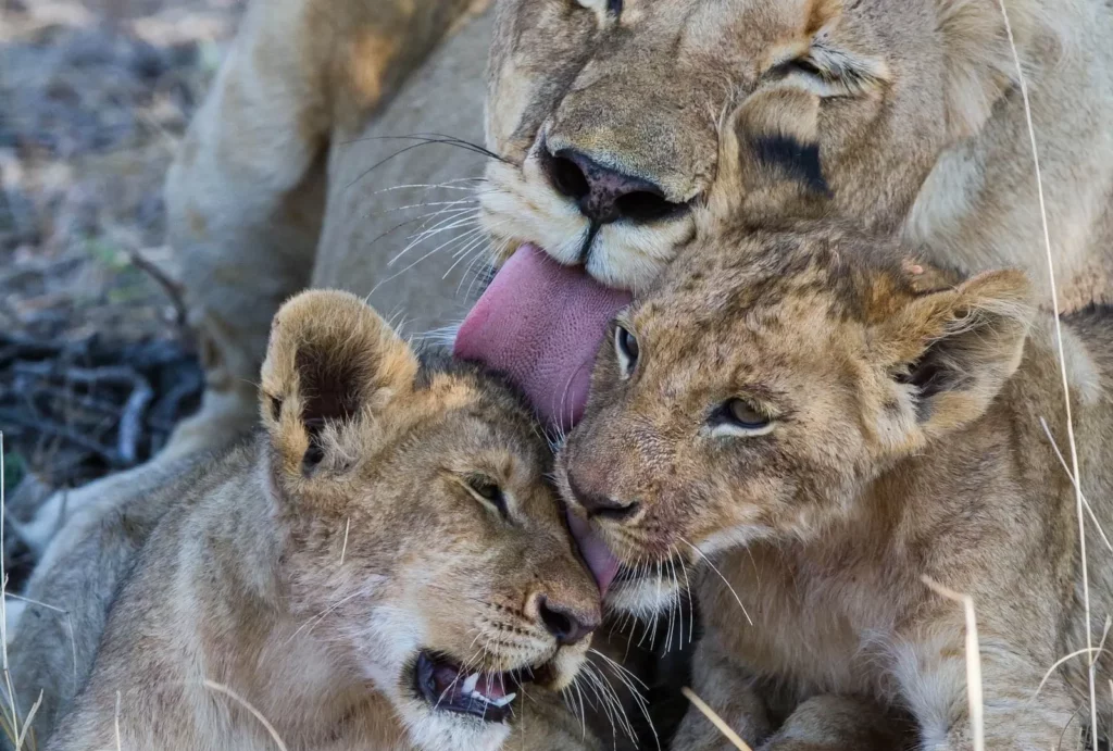 Bateleur Safari Camp — Complete Safari Lodge Guide: Rates, Rooms & What to Expect – Timbavati Game Reserve Bateleur Safari Camp — Complete Safari Lodge Guide: Rates, Rooms & What to Expect – Timbavati Game Reserve